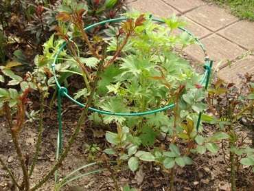 Podpórka do kwiatów